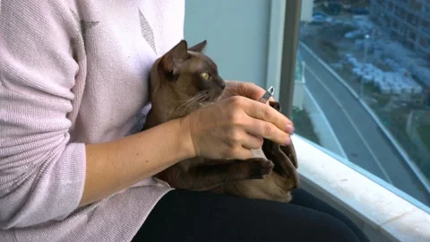 Trimming claws burmese cat Video stock 99646342