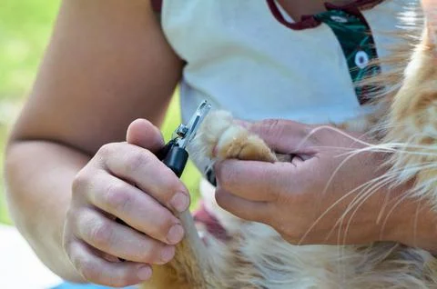 Trimming the claws of a cat close-up Stock Photos