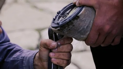 Trimming, cleaning, shaping and cutting the excess sole tissue off the horse's  Stock Footage 81486341