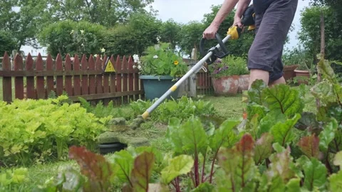 Trimming cutting the grass, in vegetable garden Stock Footage 202138301