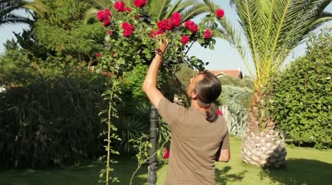 Trimming Stock Footage 11312489