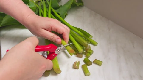 Trimming fresh green stems with red pruning scissors on a countertop Video stock 346010787