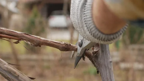 Trimming a grape Stock Footage 149748321