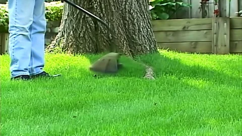 Trimming The Grass Around The Tree Stock Footage 107806501