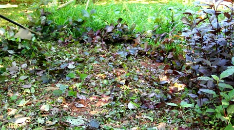 Trimming grass  Stock Footage 37047883