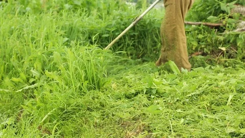 Trimming grass in the garden Stock Footage 79670291
