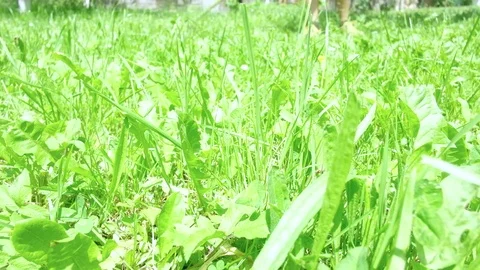 Trimming grass mower Stock-Footage 82037517