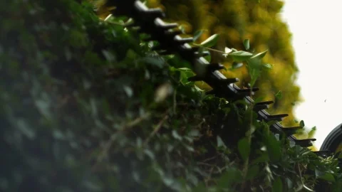 Trimming a hedge Stock Footage 94720259