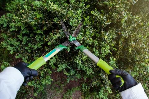 Trimming hedges using gardening scissors Stock Photos