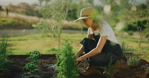 Trimming her herbs Stock Footage 107035948