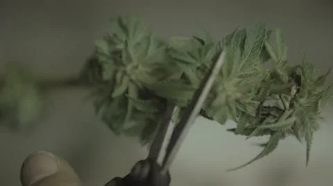 Trimming Marijuana bud Stockbeeldmateriaal 37269216
