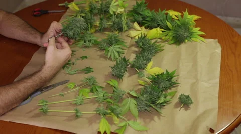 Trimming marijuana buds 動画素材 43004892
