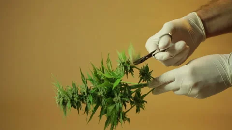 Trimming marijuana buds 库存影片 43322176