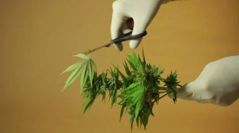 Trimming marijuana buds 库存影片 44218483