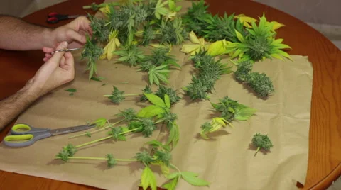 Trimming marijuana buds 库存影片 44640274