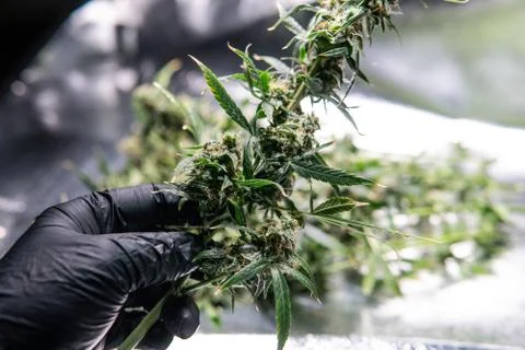 Trimming marijuana process close-up 스톡 사진