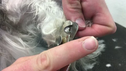 Trimming Nails on Dog 스톡 동영상 96404775