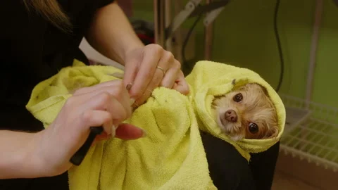 Trimming the nails of a small dog after bathing. Grooming salon for dogs Stock Footage 170599744