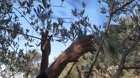 Trimming olive tree Stock-Footage 83780068