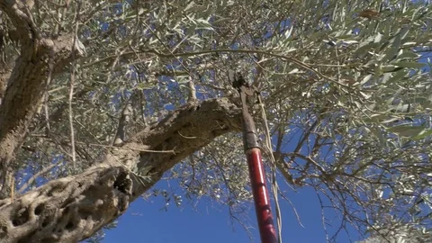 Trimming olive tree Stock Footage 83782598