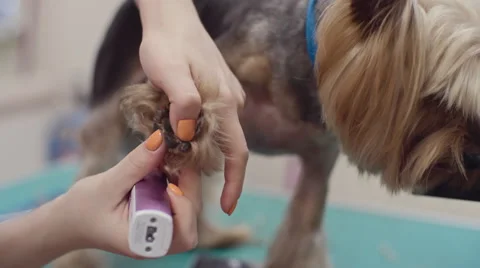 Trimming Paws of Adorable Puppy Stock Footage