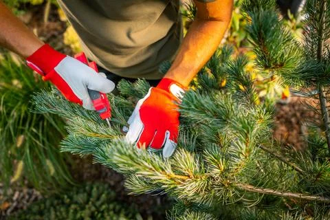Trimming Pine Tree Branches During a Sunny Day in the Garden to Maintain He.. 库存照片