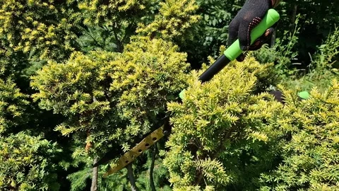 Trimming a plant into a beautiful shape Stock Footage 337408166
