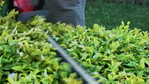 Trimming the Top Side of a Hedgerow with Cordless Electrical Hedge Trimmer Stock Footage 159976032