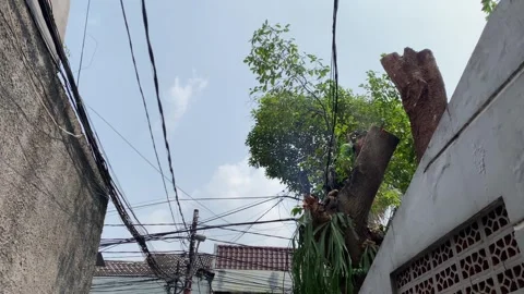 Trimming tree branches Stock Footage 341663700