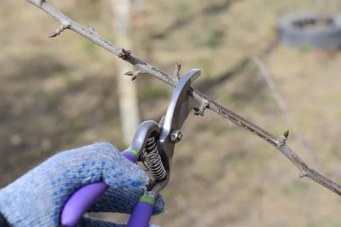 Trimming tree with a cutter. Spring pruning of fruit trees. Stock Photos