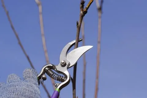 Trimming tree with a cutter. Spring pruning of fruit trees. Stock Photos