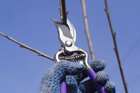 Trimming tree with a cutter. Spring pruning of fruit trees. Stock Photos
