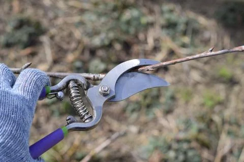 Trimming tree with a cutter. Spring pruning of fruit trees. Stock Photos