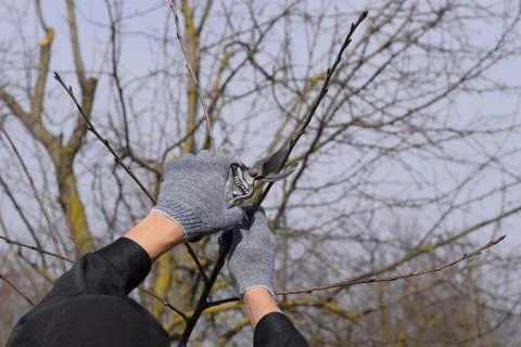Trimming tree with a cutter. Spring pruning of fruit trees. Stock Photos