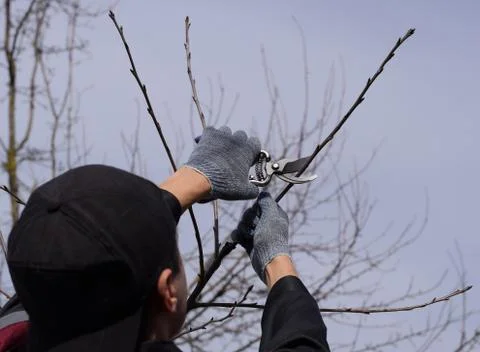 Trimming tree with a cutter. Spring pruning of fruit trees. Stock Photos