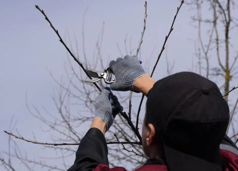 Trimming tree with a cutter. Spring pruning of fruit trees. Stock Photos