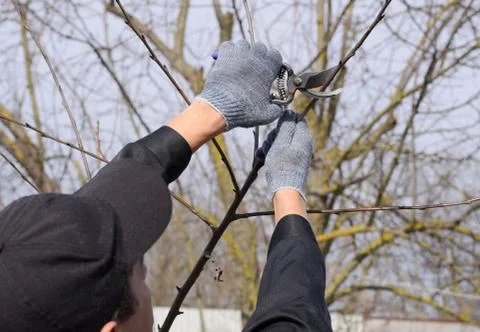 Trimming tree with a cutter. Spring pruning of fruit trees. Stock Photos