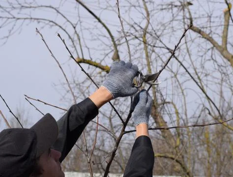 Trimming tree with a cutter. Spring pruning of fruit trees. Stock Photos