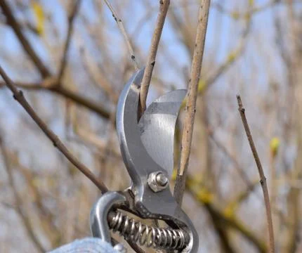 Trimming tree with a cutter. Spring pruning of fruit trees. Stock Photos