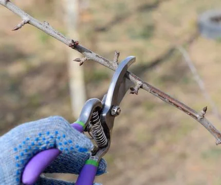 Trimming tree with a cutter. Spring pruning of fruit trees. Stock Photos