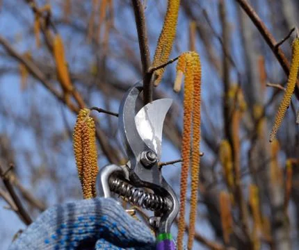Trimming tree with a cutter. Spring pruning of fruit trees. Stock Photos