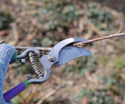 Trimming tree with a cutter. Spring pruning of fruit trees. Stock Photos