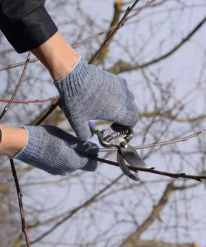 Trimming tree with a cutter. Spring pruning of fruit trees. Stock Photos