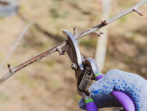 Trimming tree with a cutter. Spring pruning of fruit trees. Stock Photos