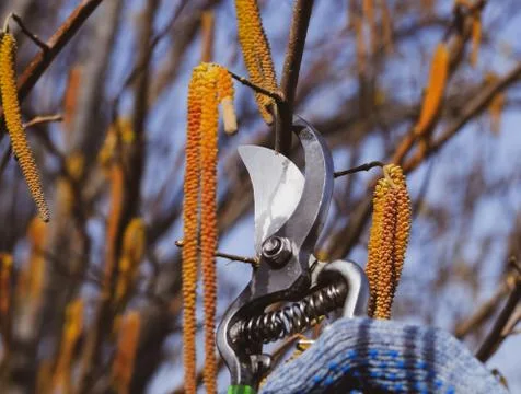 Trimming tree with a cutter. Spring pruning of fruit trees. Stock Photos