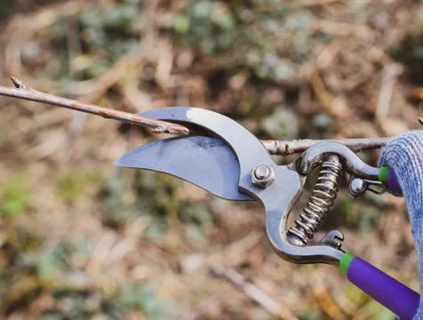 Trimming tree with a cutter. Spring pruning of fruit trees. Stock Photos