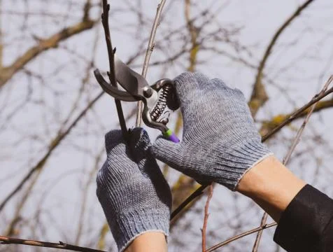 Trimming tree with a cutter. Spring pruning of fruit trees. Stock Photos