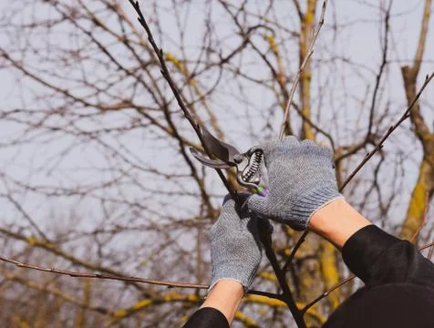 Trimming tree with a cutter. Spring pruning of fruit trees. Stock Photos