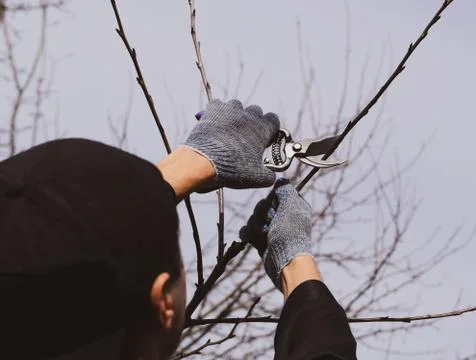 Trimming tree with a cutter. Spring pruning of fruit trees. Stock Photos