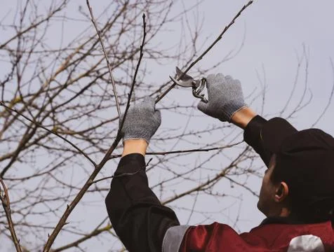 Trimming tree with a cutter. Spring pruning of fruit trees. Stock Photos